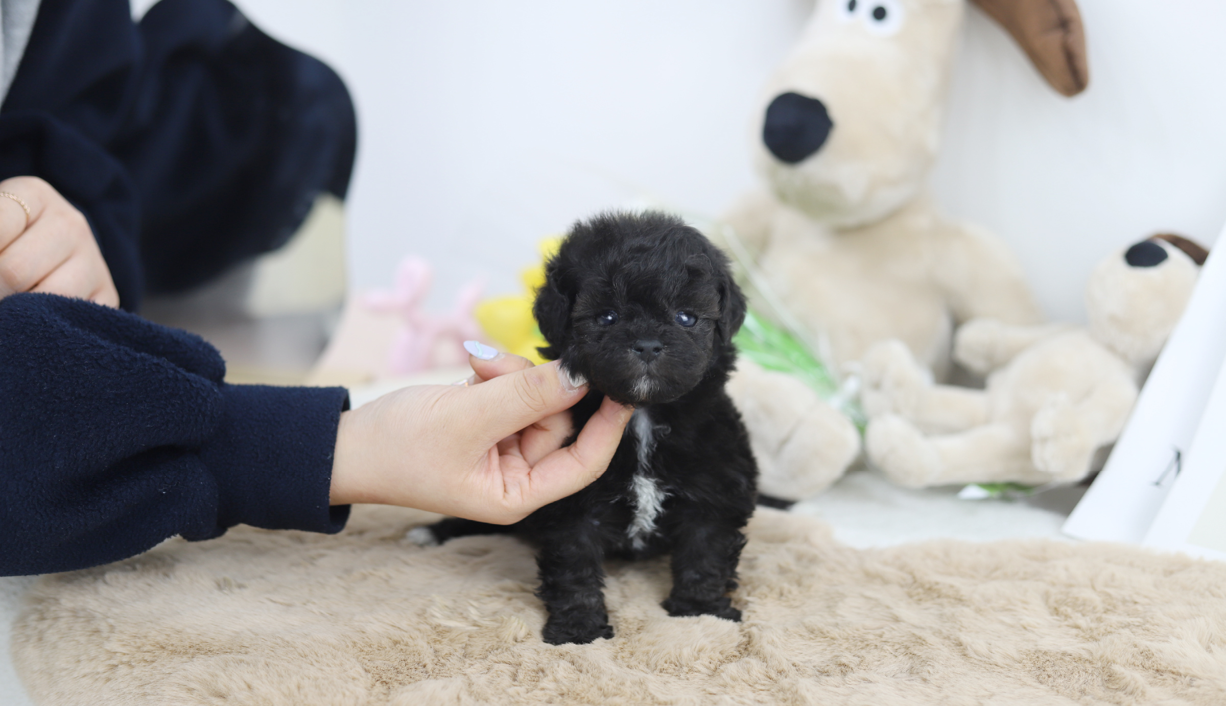 토이푸들(10만원부터)