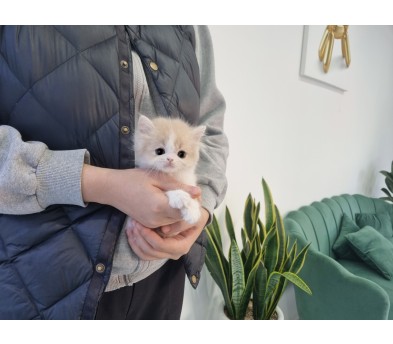 브리티쉬 왕자님(20만원부터)