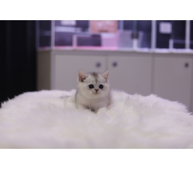 브리티쉬 왕자님(20만원부터)