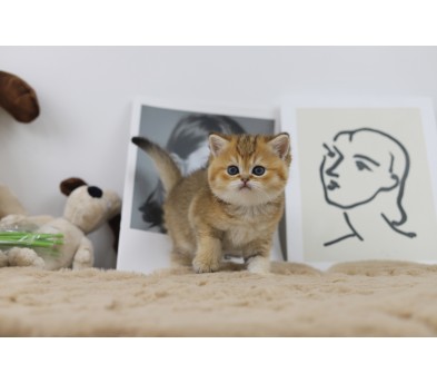 브리티쉬 공주님(20만원부터)