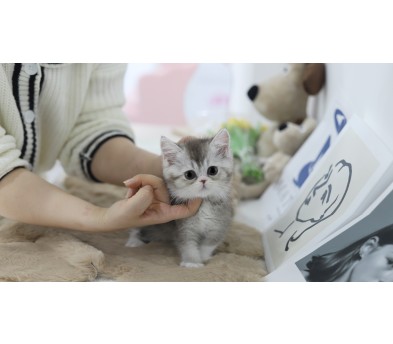 브리티쉬 공주님(20만원부터)
