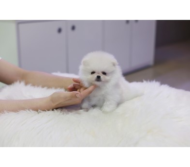포메라니안(10만원부터)
