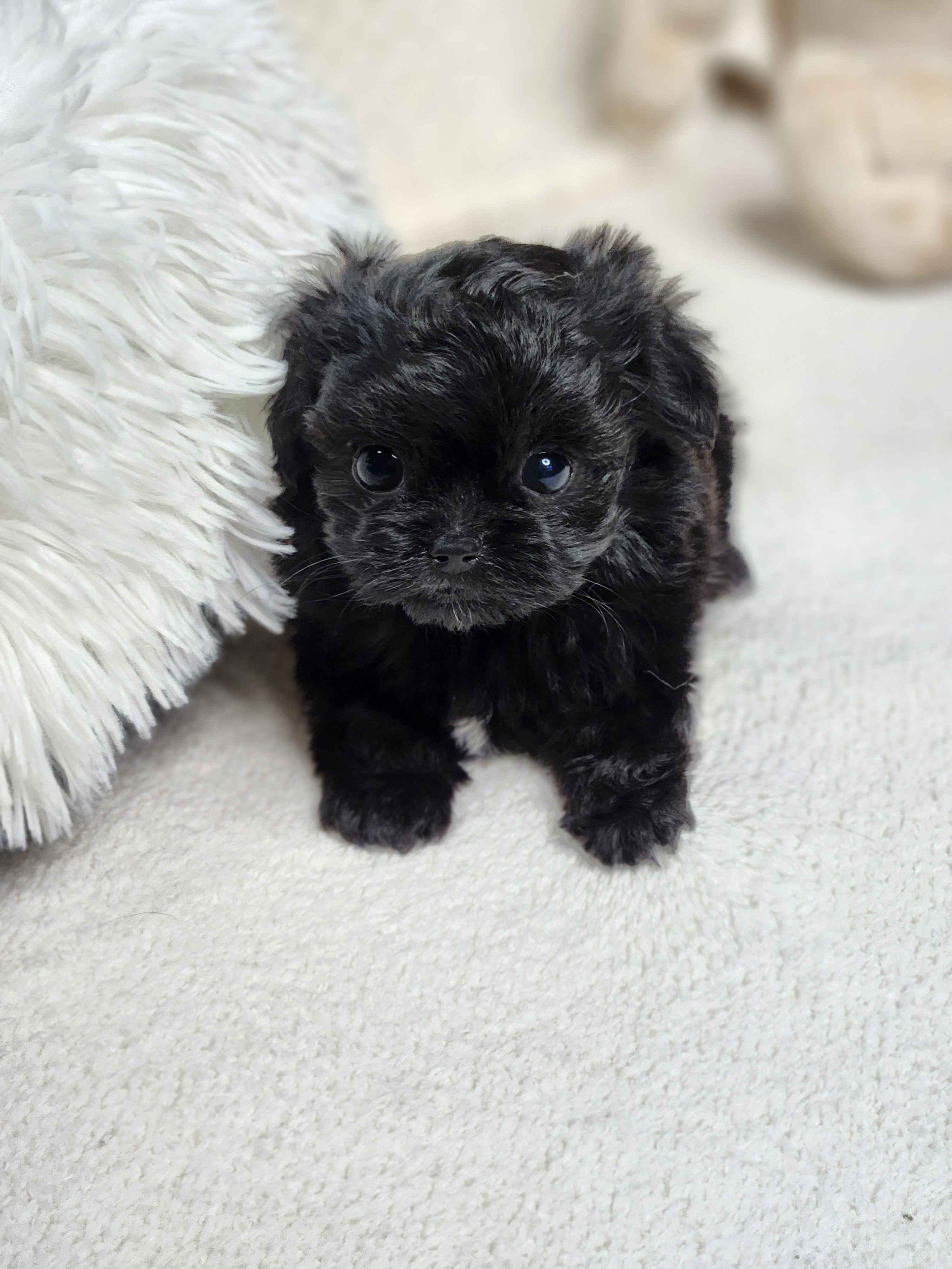 말티푸 분양합니다