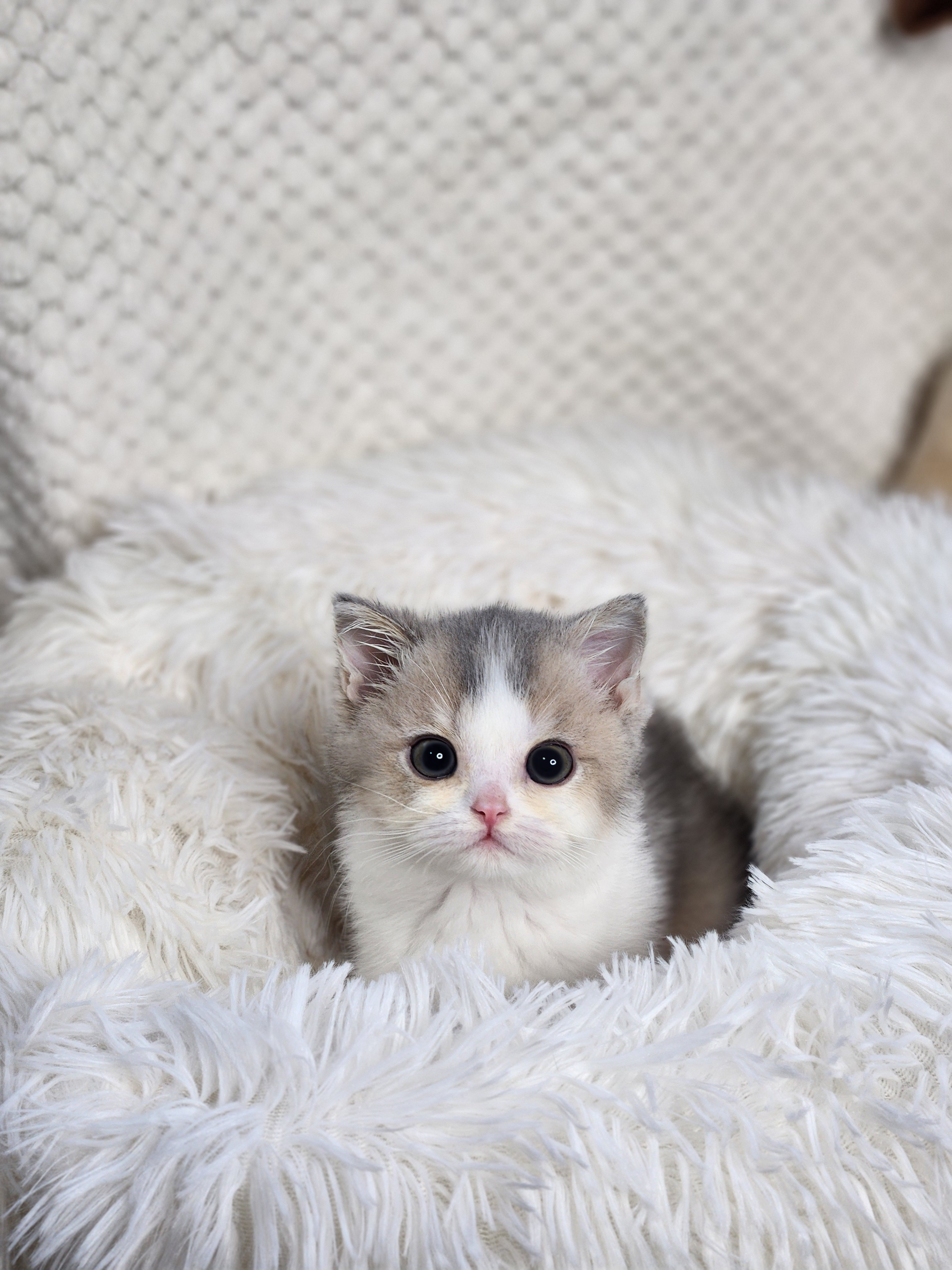 브리티쉬숏헤어 분양합니다