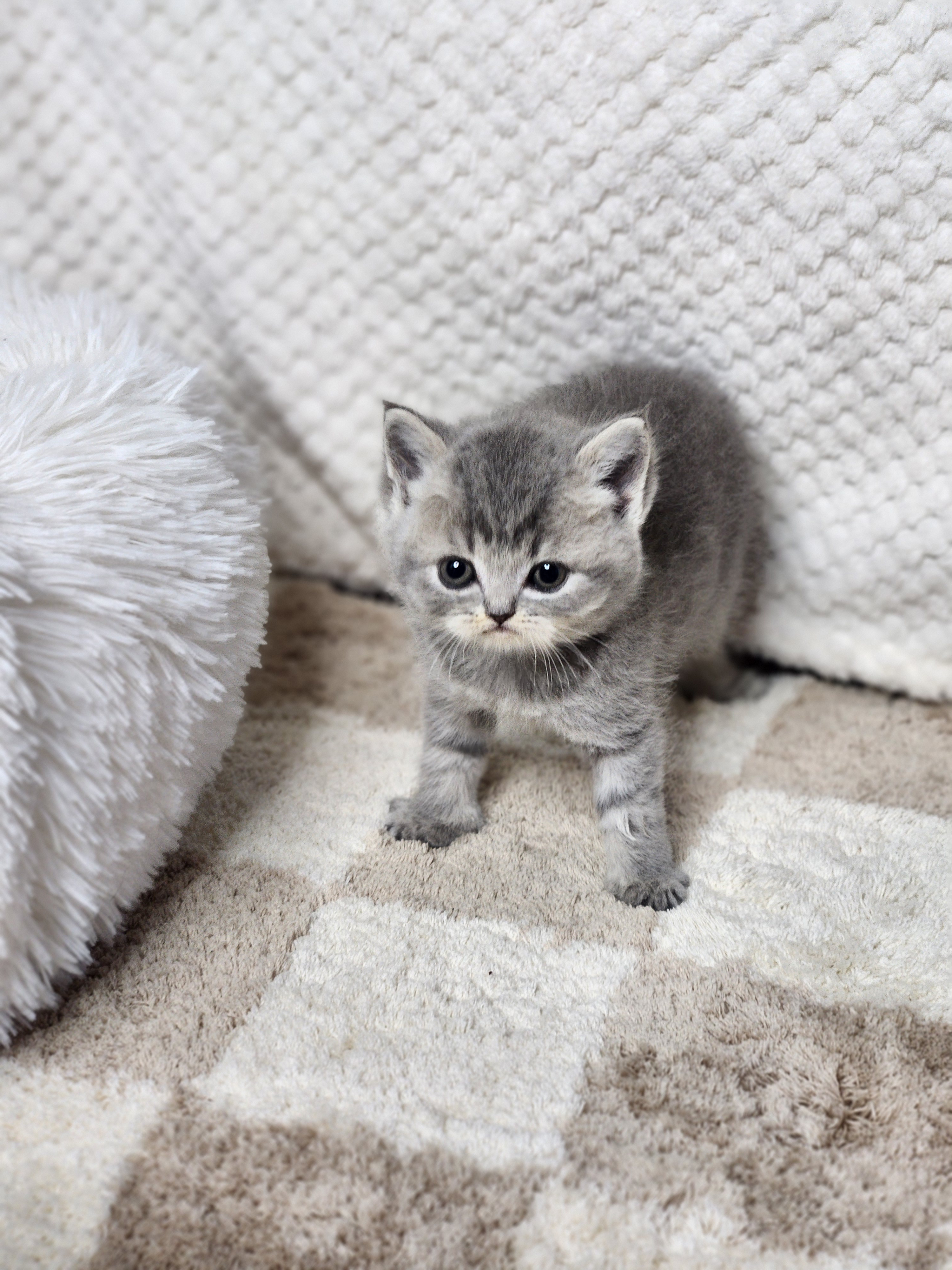 브리티쉬숏헤어 분양합니다