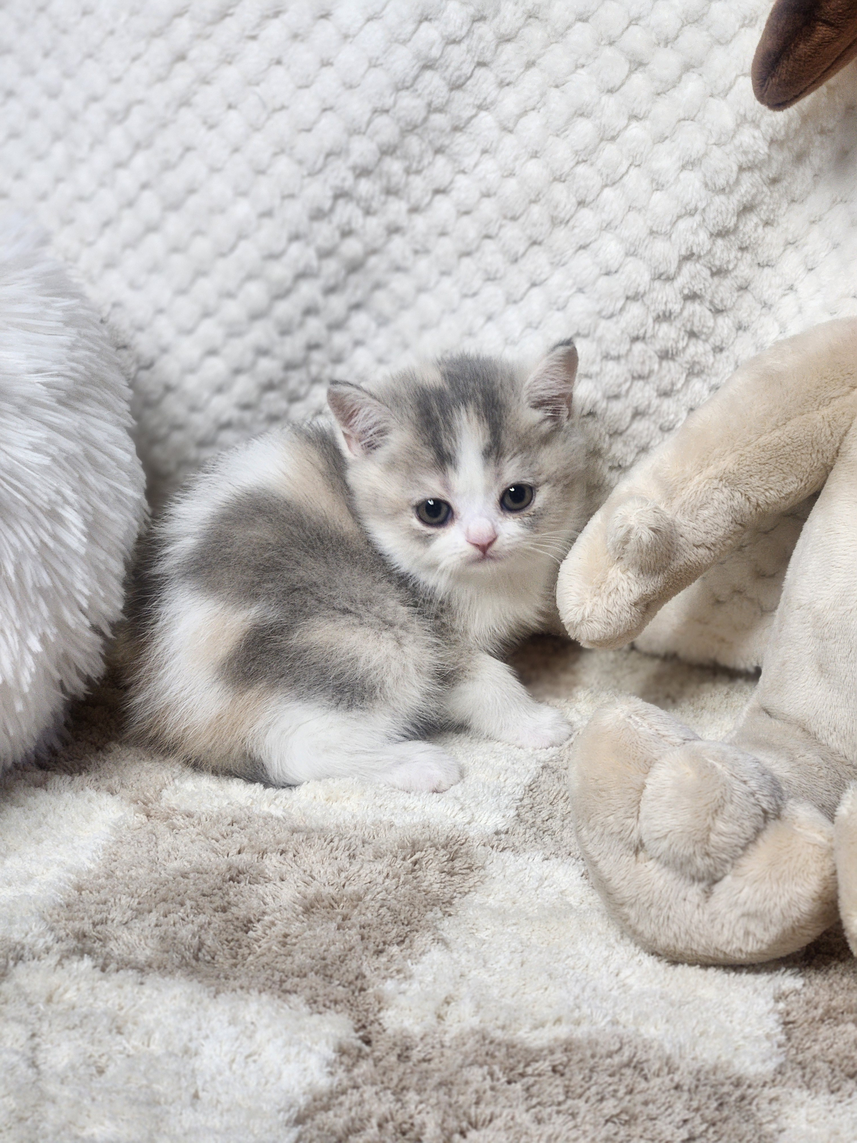 브리티쉬숏헤어 분양합니다