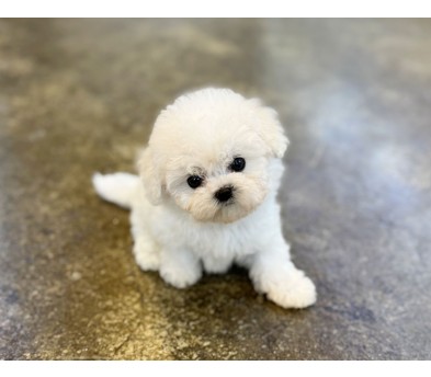 미니비숑 분양합니다