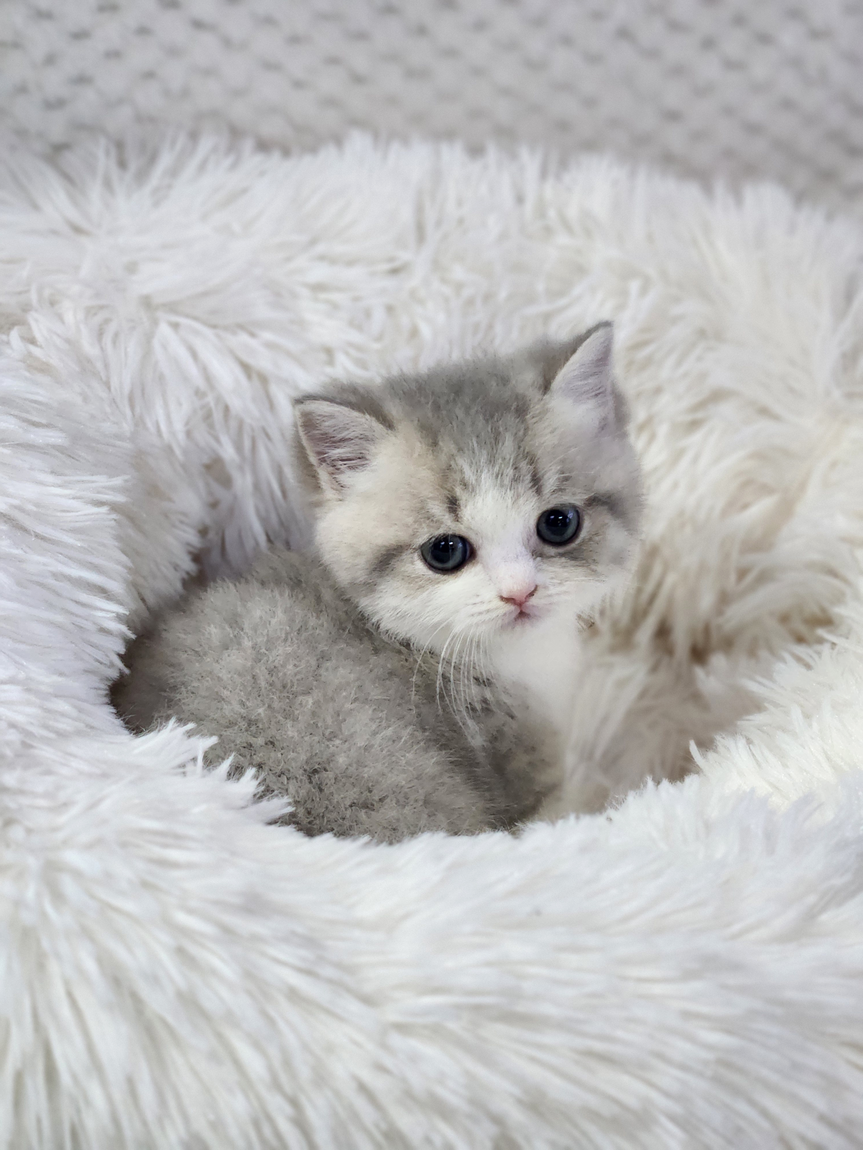 먼치킨 분양합니다