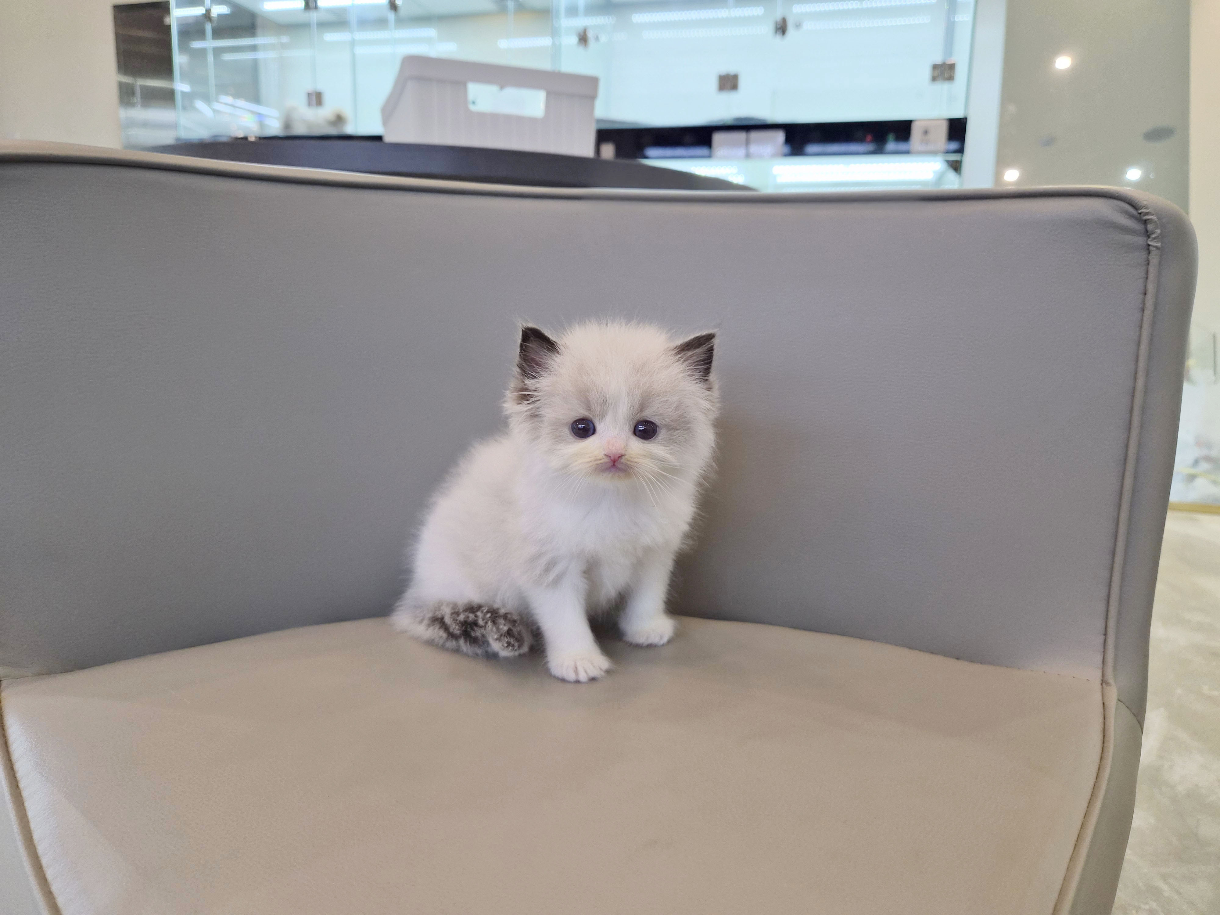 렉돌 분양합니다