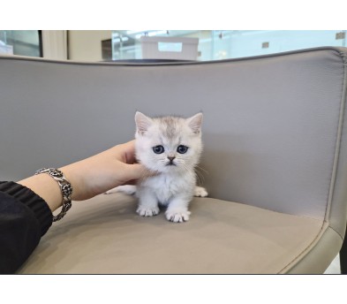 브리티시 분양합니다