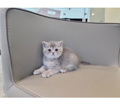 브리티시 분양합니다