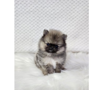 포메라니안 분양합니다