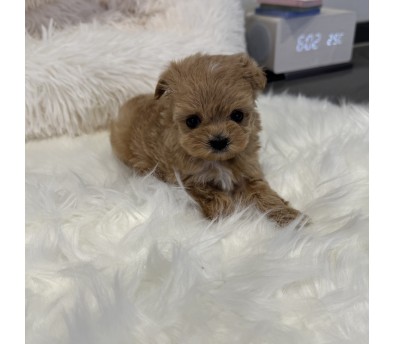 말티푸 분양합니다