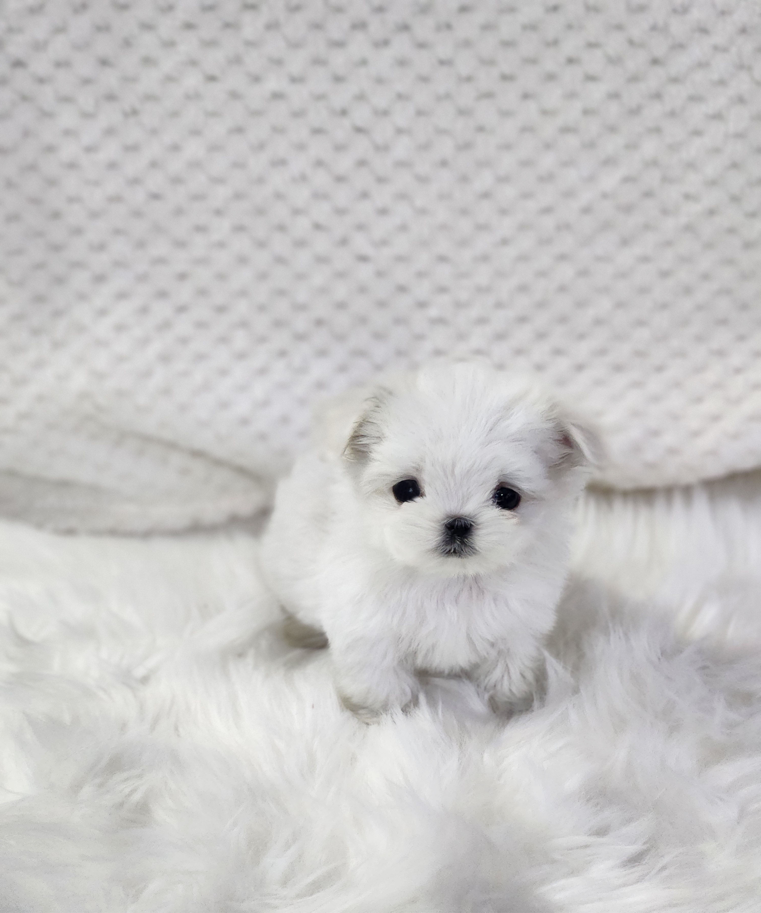 말티즈 분양합니다!