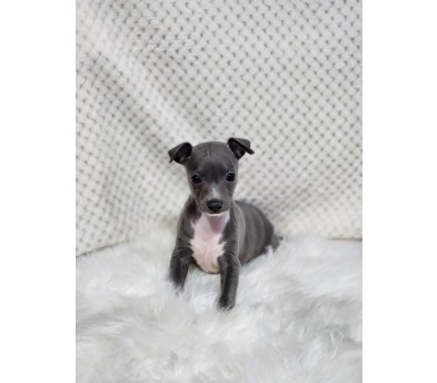 이탈리안그레이하운드 분양합니다!