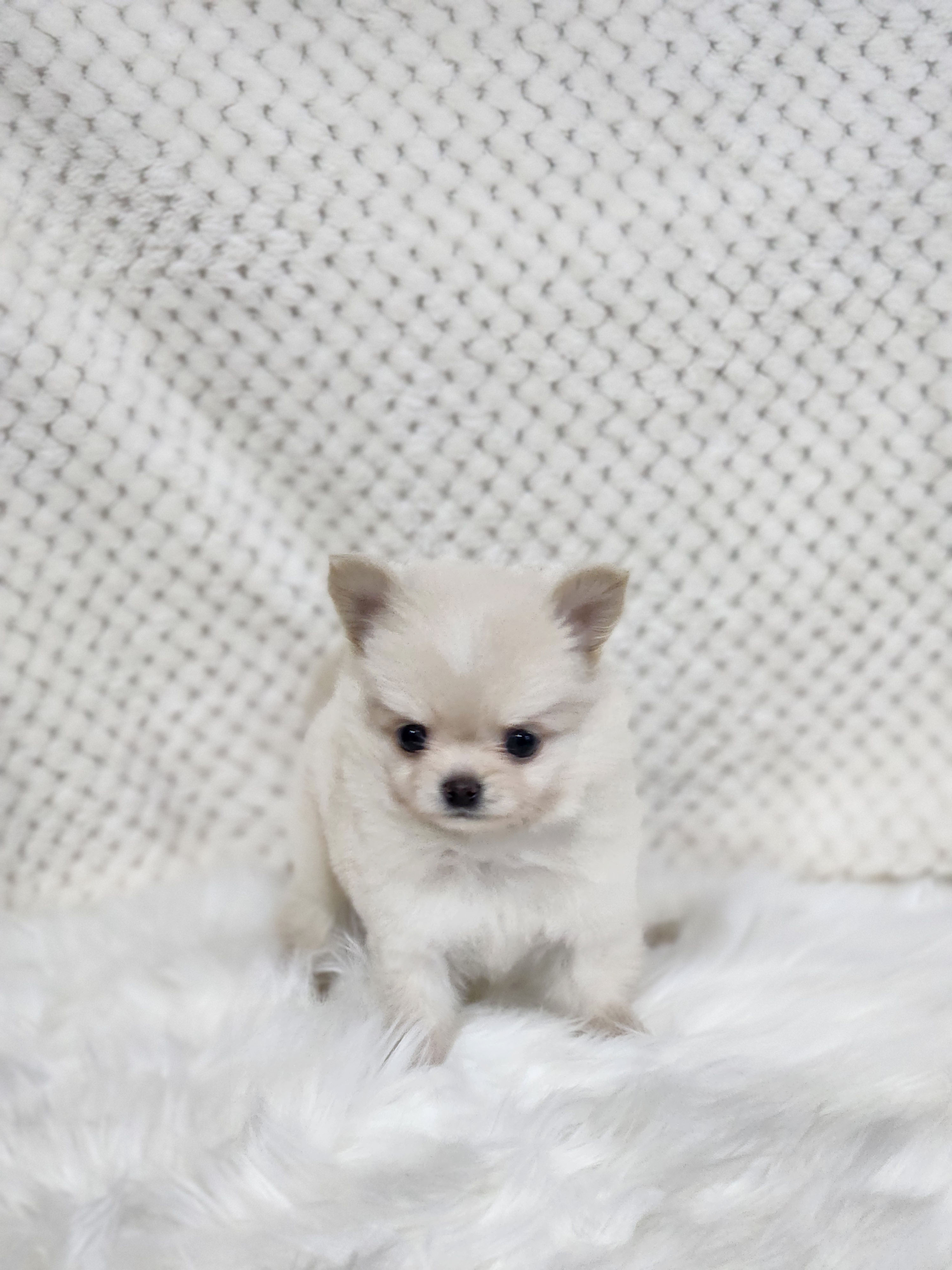 치와와 분양합니다!