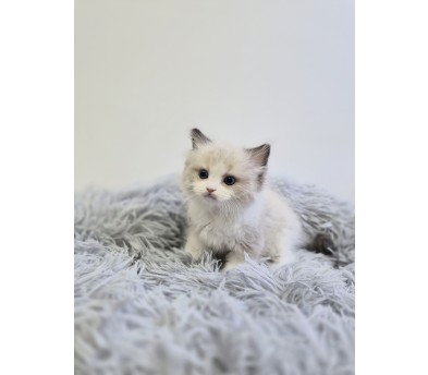 렉돌 분양합니다!