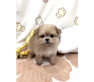 말티폼 분양합니다 (분양완료)